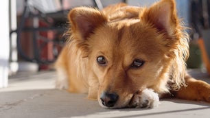 鳞片、羽毛或绒毛:给我们展示你最好的宠物肖像